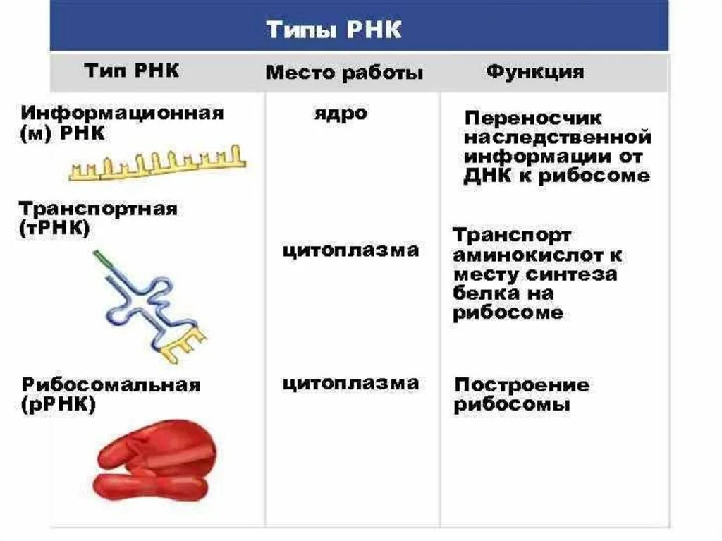 РНК типы и функции. Типы РНК строение и функции. Виды РНК таблица. Типы РНК И их функции таблица.