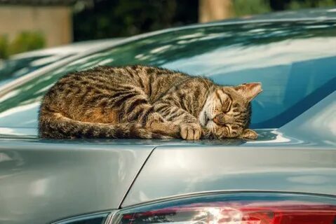 My cat in the car