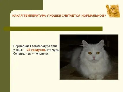 Какая температура у кошек считается