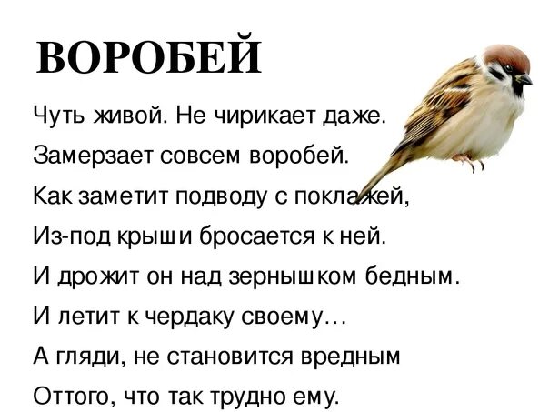 Текст старый воробей. Воробей рубцов стих. Стих Рубцова Воробей текст. Стих Воробей. Чуть живой не чирикает даже.