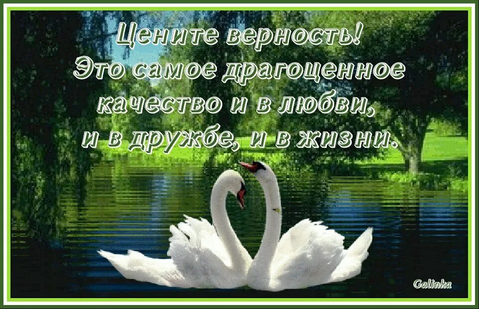 Как повысить верность. Открытки о верности. Верность и преданность. Любовь и верность. С днем семьи любви и верности лебеди.