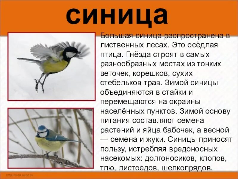 Синица оседлая птица. Зимующие птицы Алтайского края. Синица краткое описание. Большая синица описание.
