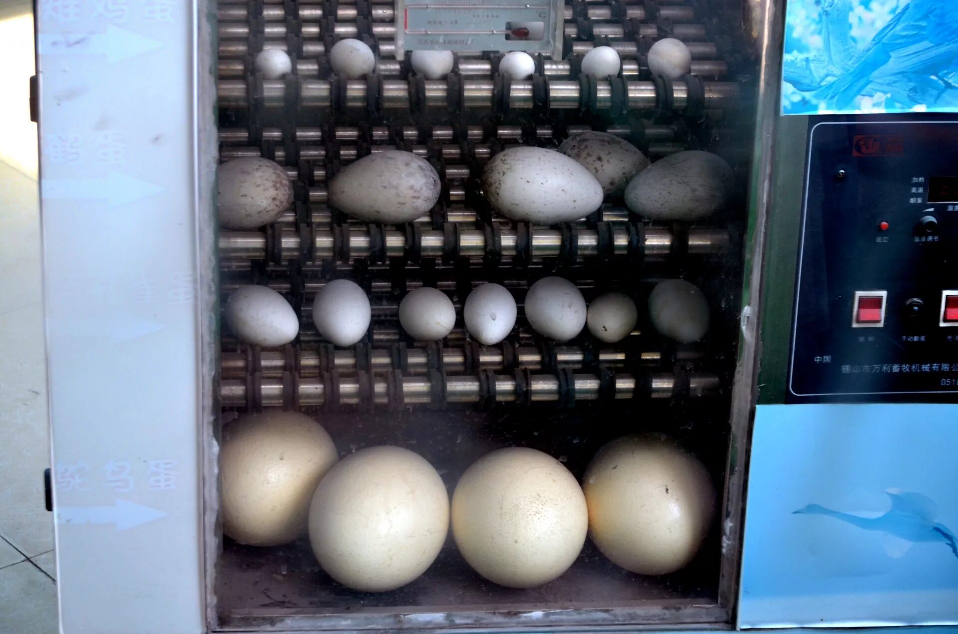 Инкубационные яйца птицы купить. Инкубация страусиных яиц эму. Инкубация страусиных яиц в инкубаторе. Инкубатор для яиц 112шт. Инкубация Амераукана золотоы.