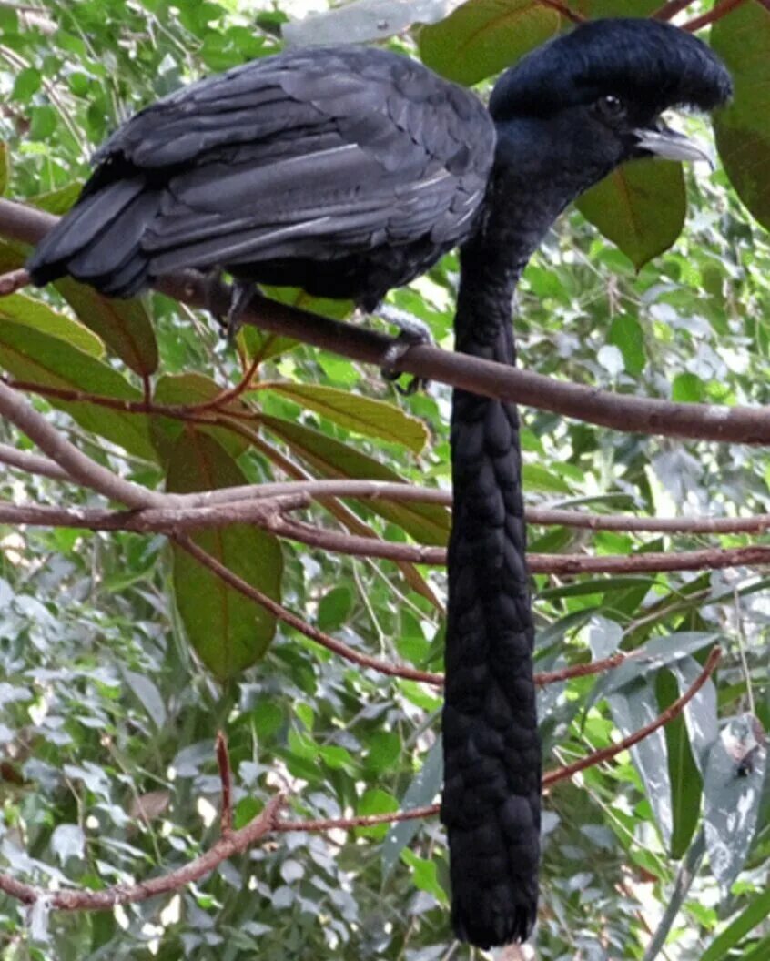 Зонтичная птица. Эквадорский ГОЛОВАЧ. Эквадорская зонтичная птица. Амазонская зонтичная птица. Птица Эквадорский ГОЛОВАЧ эквадорская зонтичная.