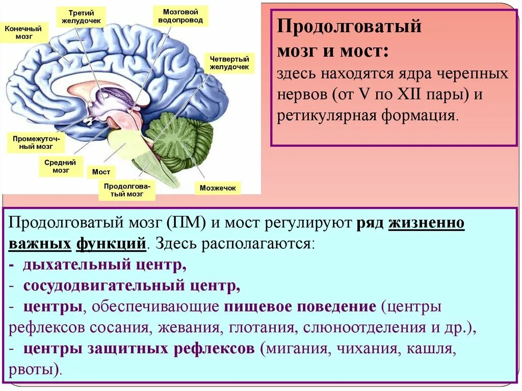 В продолговатом мозге находится нервный центр. Физиология центральной нервной системы. Ядра ретикулярной формации продолговатого мозга. Физиология конечного мозга. Третий желудочек головного мозга функции.