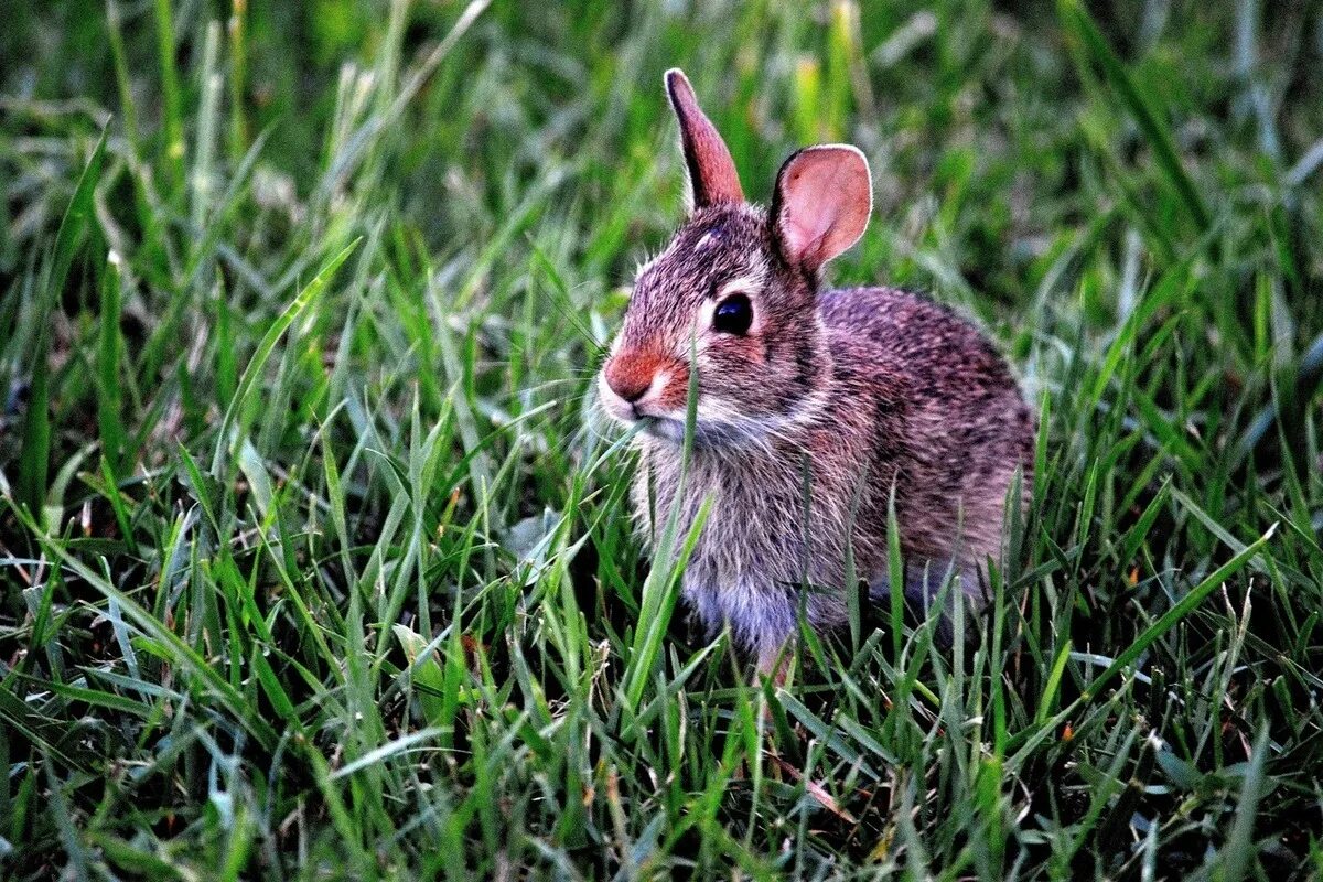 Eastern Cottontail Garden pest control, Rabbit garden, Garden pests