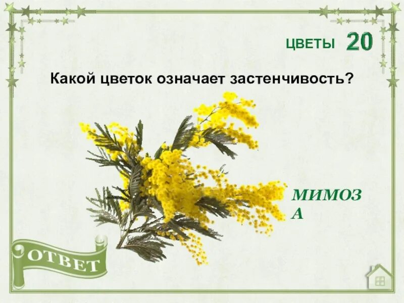 Какой цветок означает застенчивость. Мимоза цветок для презентации. Мимоза презентация для детей. Мимоза на языке цветов