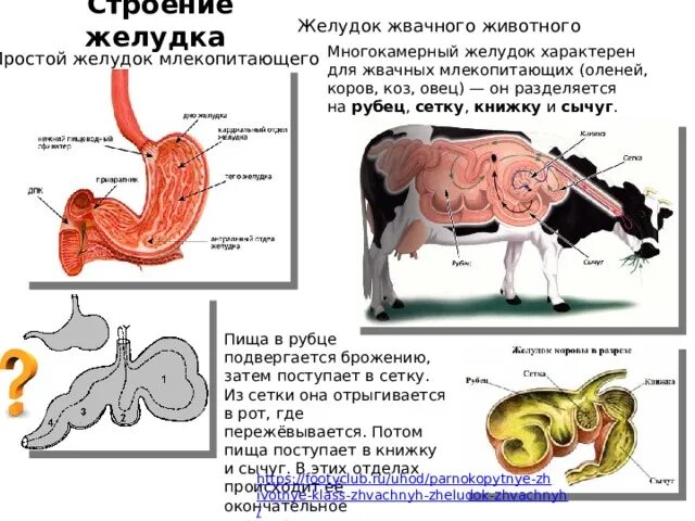 Строение многокамерного желудка жвачных. Строение многокамерного желудка у млекопитающих. Строение желудка жвачных млекопитающих. Многокамерный желудок жвачных животных. Строение желудков животных