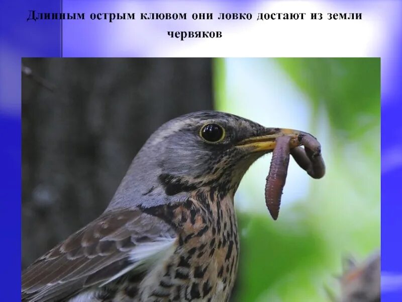 Скворец молодец 2 класс. Н Сладков скворец молодец 2 класс. Насекомоядные птицы скворец. Скворец молодец Сладков. Скворец на башкирском языке.