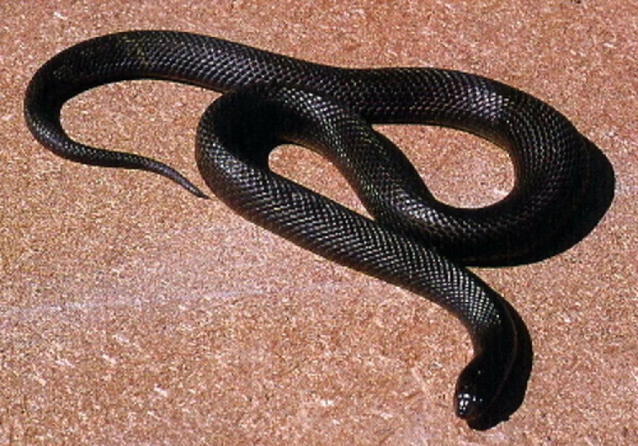 Змея была маленькая. Гадюка Никольского (Vipera nikolskii). Черный полоз змея. Змея гадюка маленькая черная. Черный Техасский полоз.
