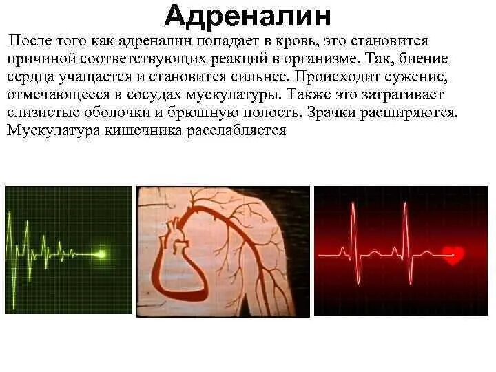 Давление при выбросе адреналина. Адреналин презентация. Адреналин вызывает. Адреналин гормон страха. Реакция организма на адреналин.