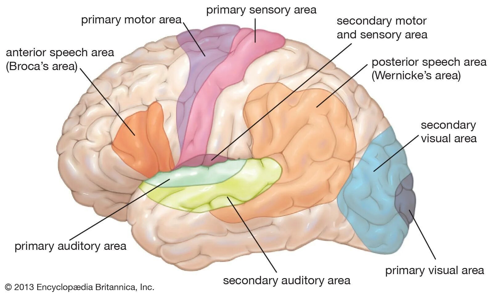 Is an area located. Broca's area Wernicke's area. Broca s area and Wernicke s area. Зона Брока и Вернике. Центр речи в головном мозге.