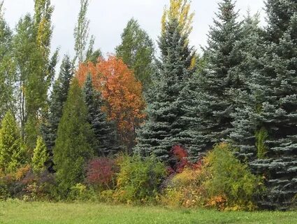 Сад нижегородская область