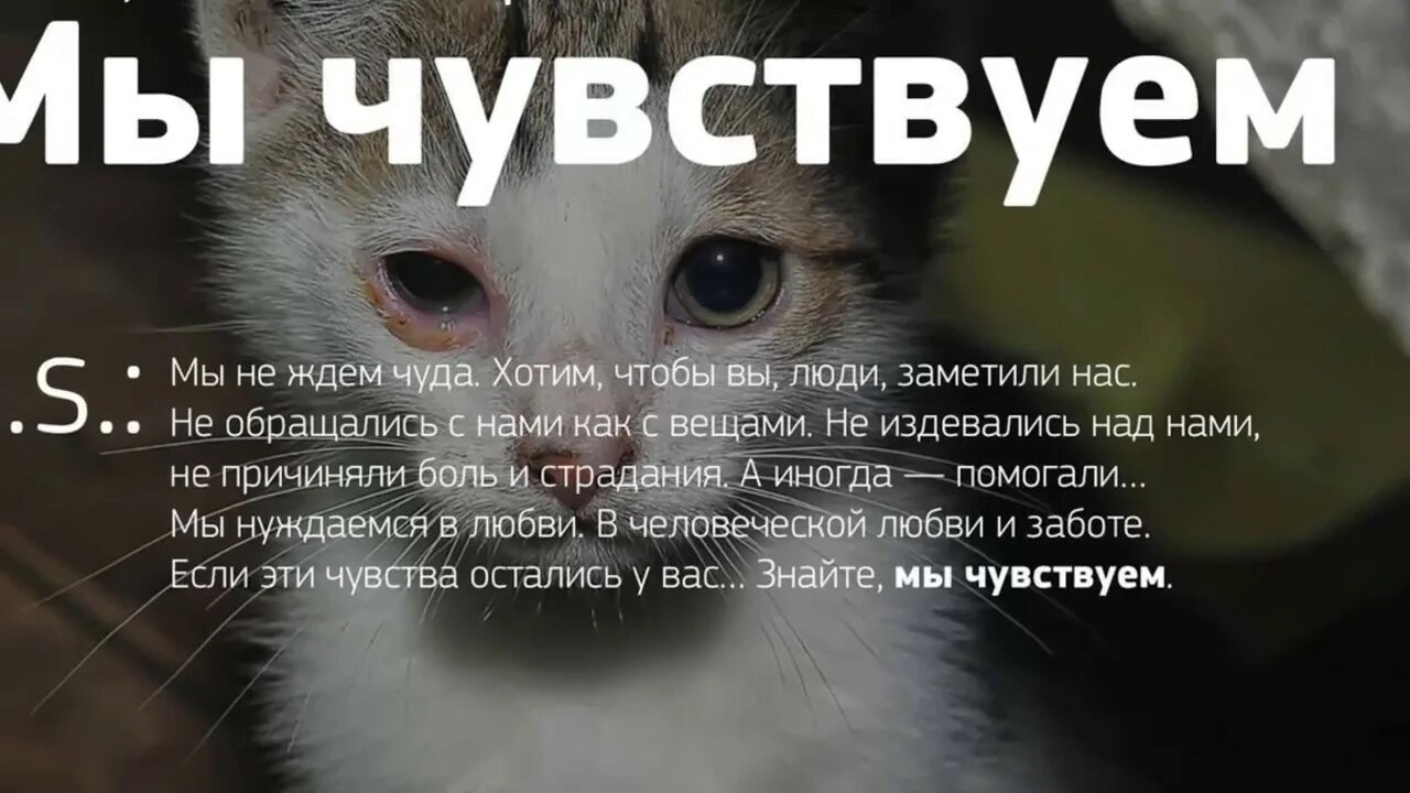 Что говорят животные людям. Бездомные животные мы чувствуем. Социальная реклама о бездомных животных. Проект мы чувствуем животные. Соц реклама про бездомных животных.