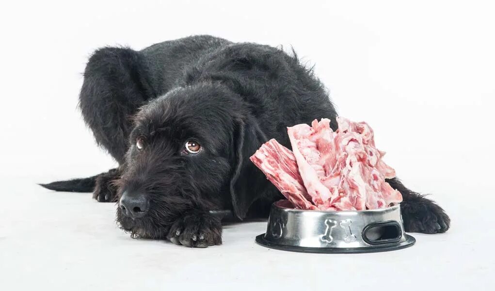 Печень говяжья собаке можно. Мясо и субпродукты для собак.