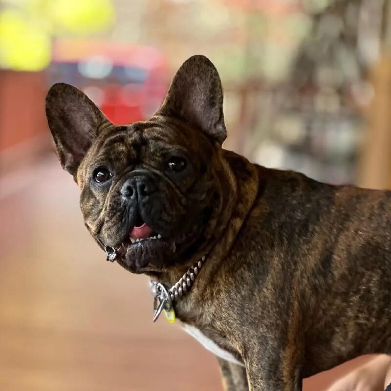 Экспресс линька французского бульдога. Французский бульдог линяет. Линяют ли французские бульдоги. Вязка французских бульдогов. Бульдог линька.