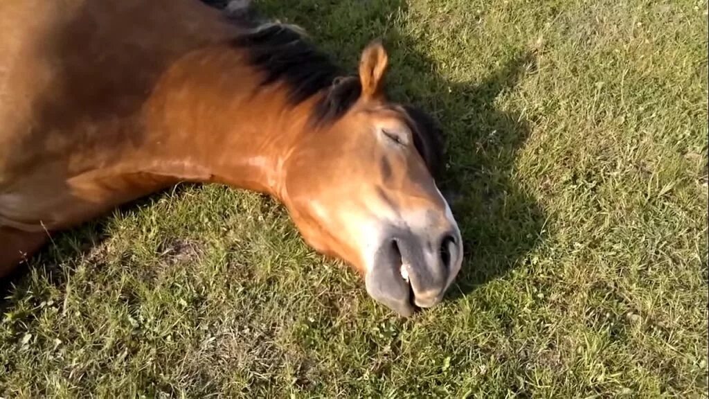 Год лошадь видео. Видеоролики лошадей. УГАРНАЯ лошадь. Радостная лошадь. Лошадка на роликах.