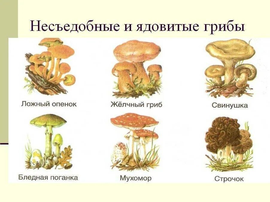 Два ядовитых гриба. Несъедобные грибы рисунок и название. Название несъедобных грибов ядовитых. Грибы съедобные несъедобные и ядовитые. Рисунки детей съедобных грибов и несъедобных грибов с названиями.