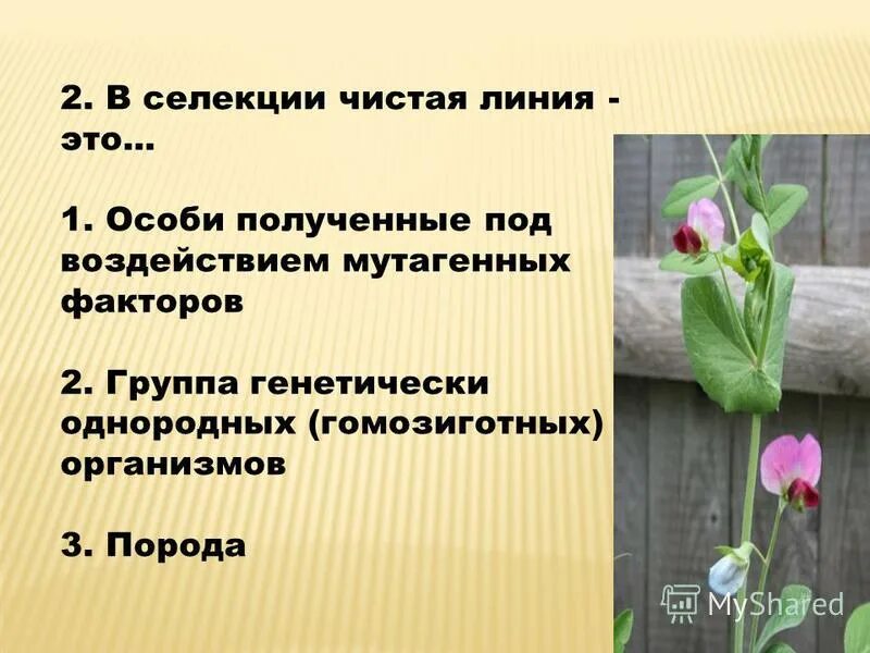 чистая линия в селекции. чистая линия в селекции. чистая линия в селекции. чистая линия это в биологии. чистая линия потомство.