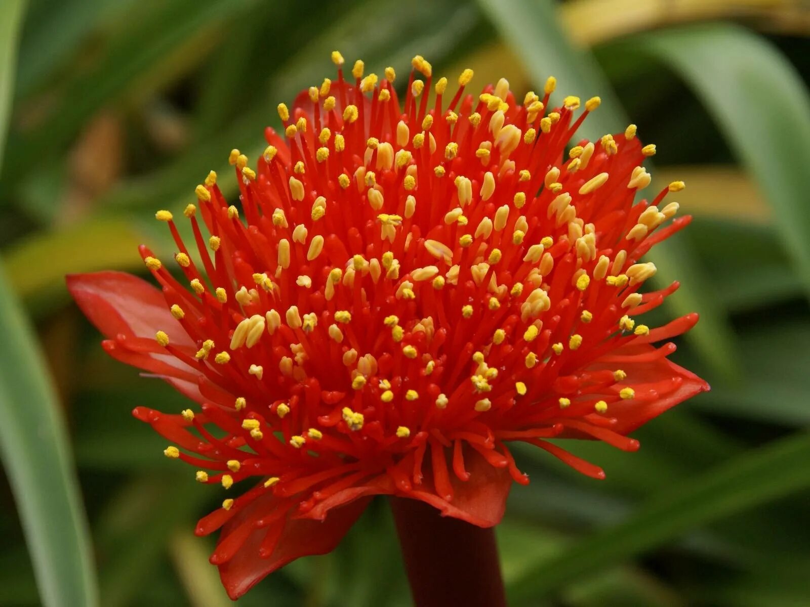 Амариллисы (гемантус). Цветок гемантус. Гемантус растение. Гемантус красный. Цветок гемантус.