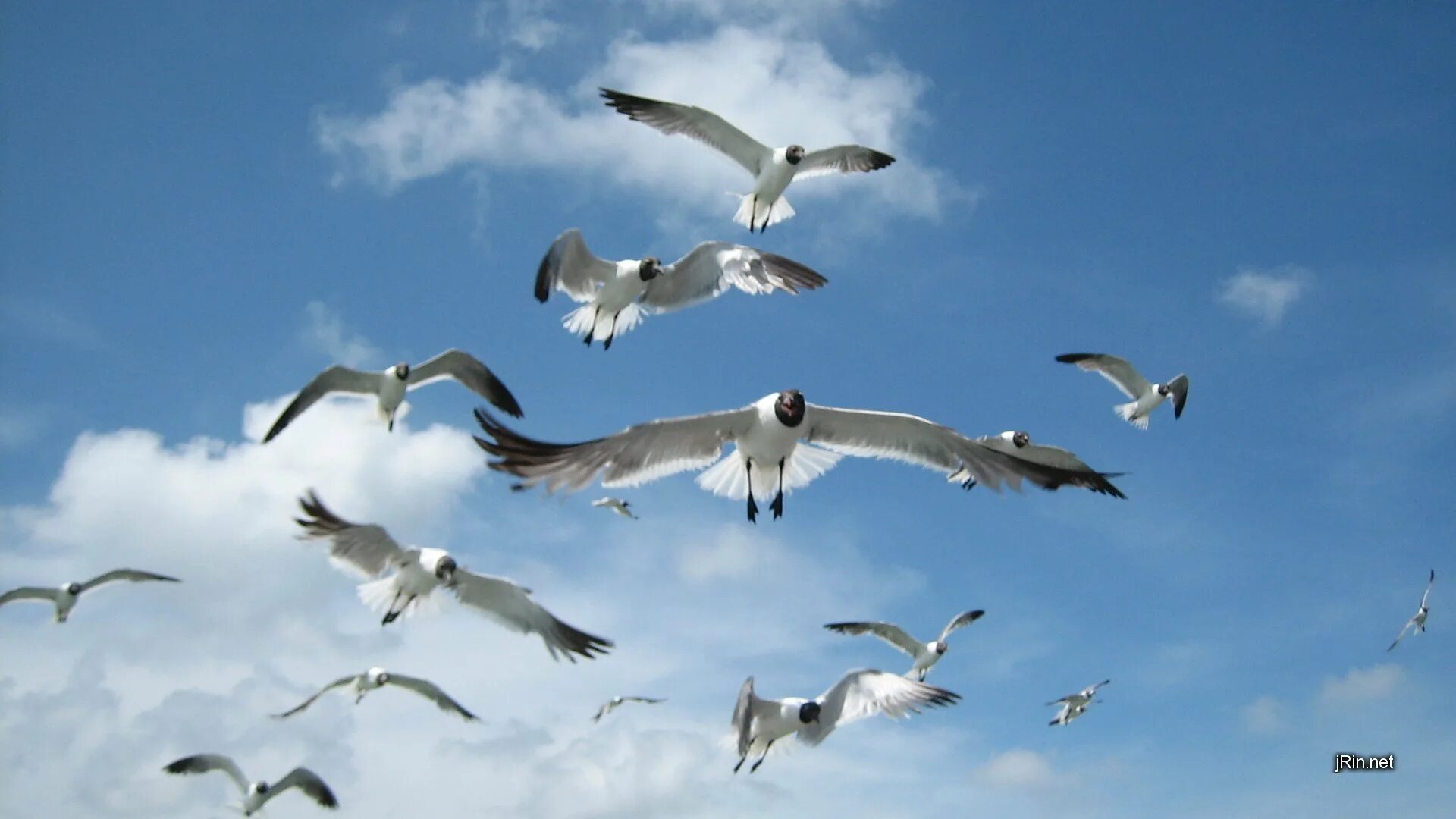 Белые птицы кружат над крышами слушать. Птицы летают. Стая птиц в небе. Стая чаек. Чайка в небе.