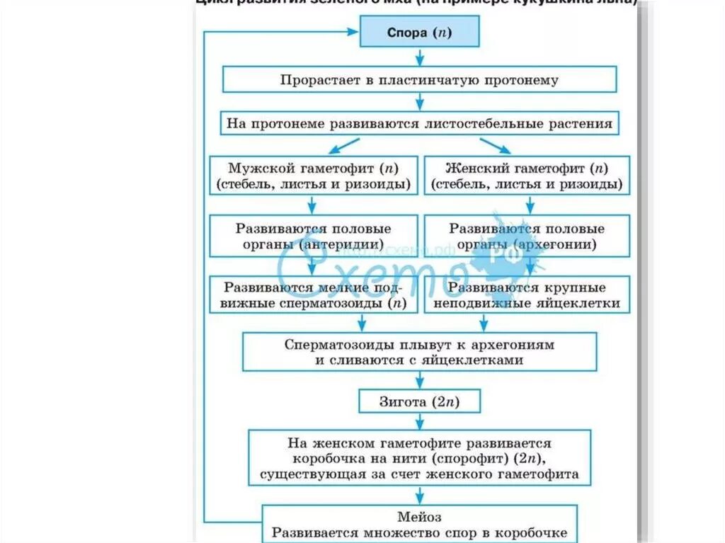 Цикл развития зеленого мха таблица. Цикл развития зеленого мха схема. Цикл развития мхов схема. Цикл развития мха схема с набором хромосом. Цикл зеленого мха кукушкин лен