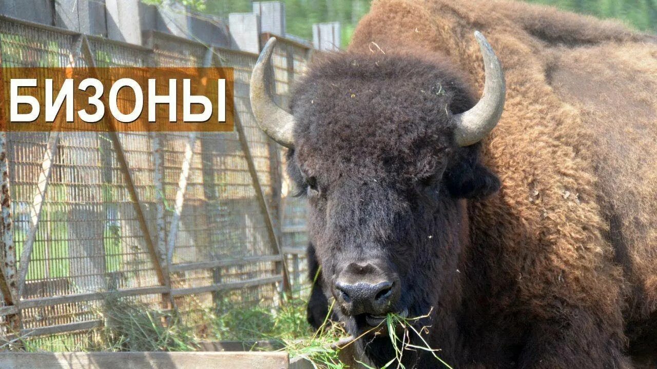 Зоопарк алексин. Зооферма алексин-страус. алексин ферма. зоопарк алексин-страус. экоферма алексин.