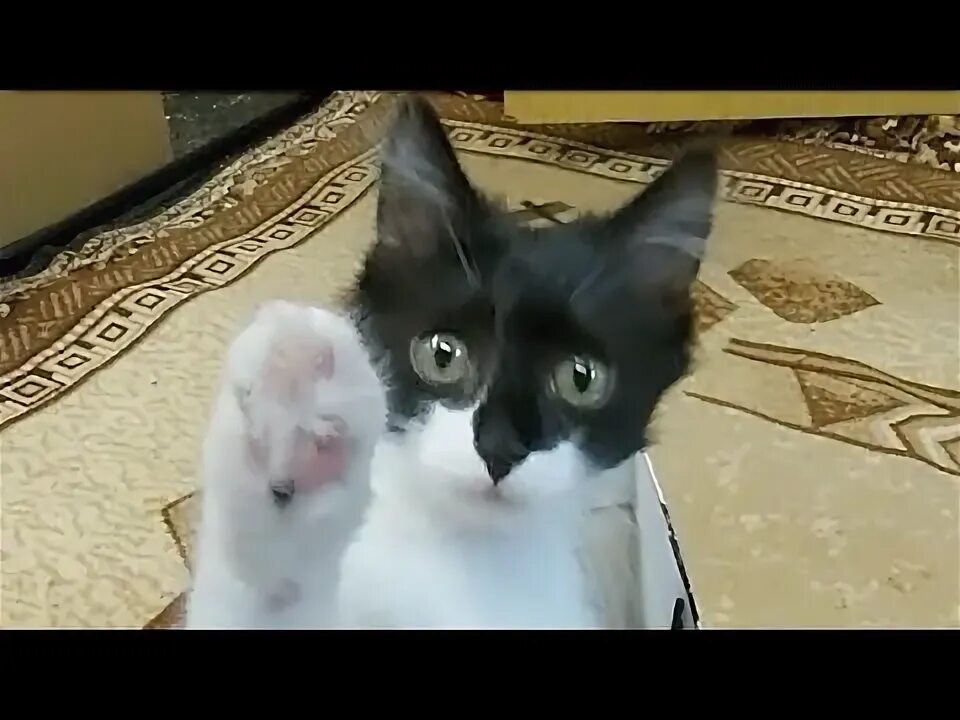 Как приручить котика. Как приручить котика