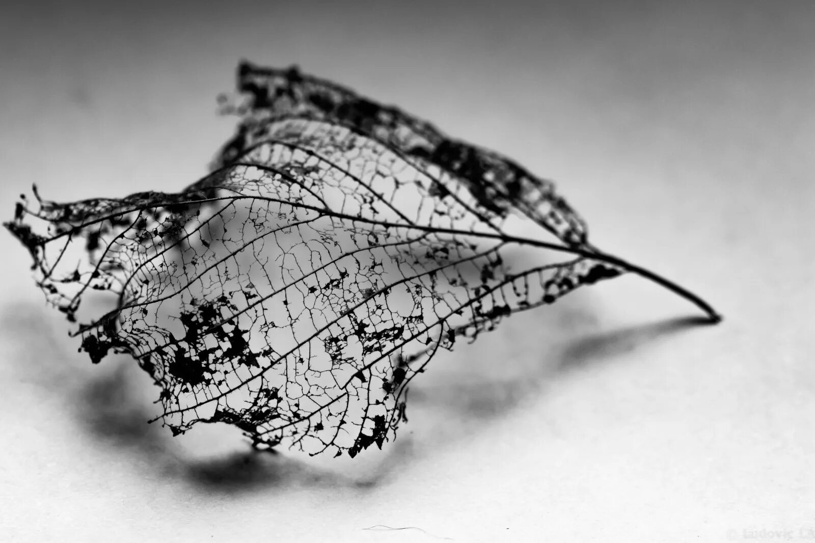 Серый листок. Серый лист. кружево листья. листья черно белые. листья монохром.