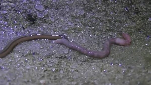 Проглотила червяка. Селитер червь желудочный. Самый большой дождевой червь. Хищная пиявка с острова борнео. Червь нематода земляной.