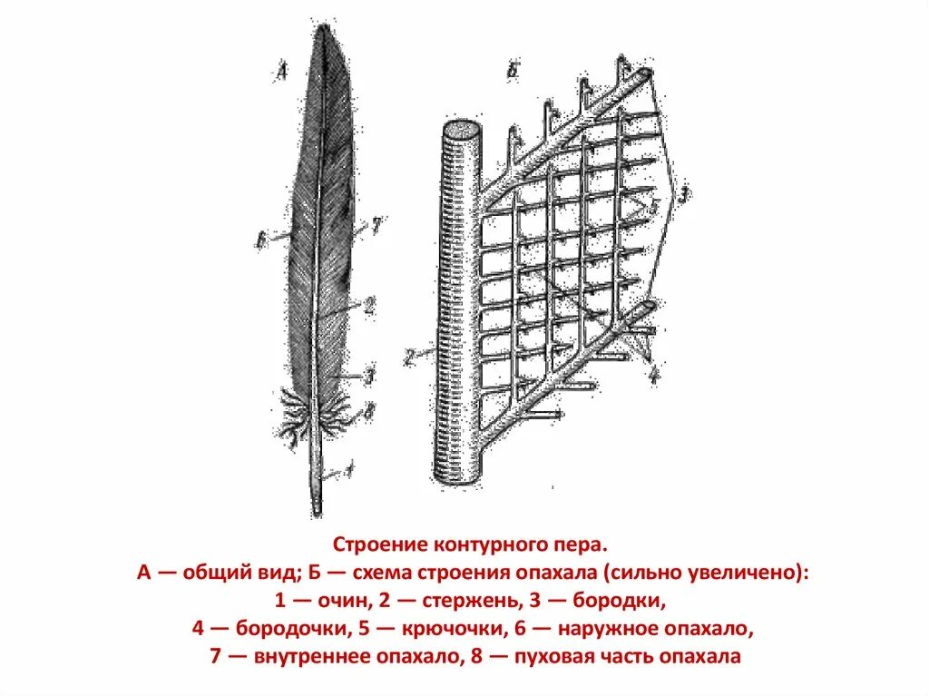 Изучение строения пера птицы. Схема строения опахала пера птицы. Схема строения опахала контурного пера. Схема строения опахала контурного пера у птиц. Строение опахала контурного пера птицы.