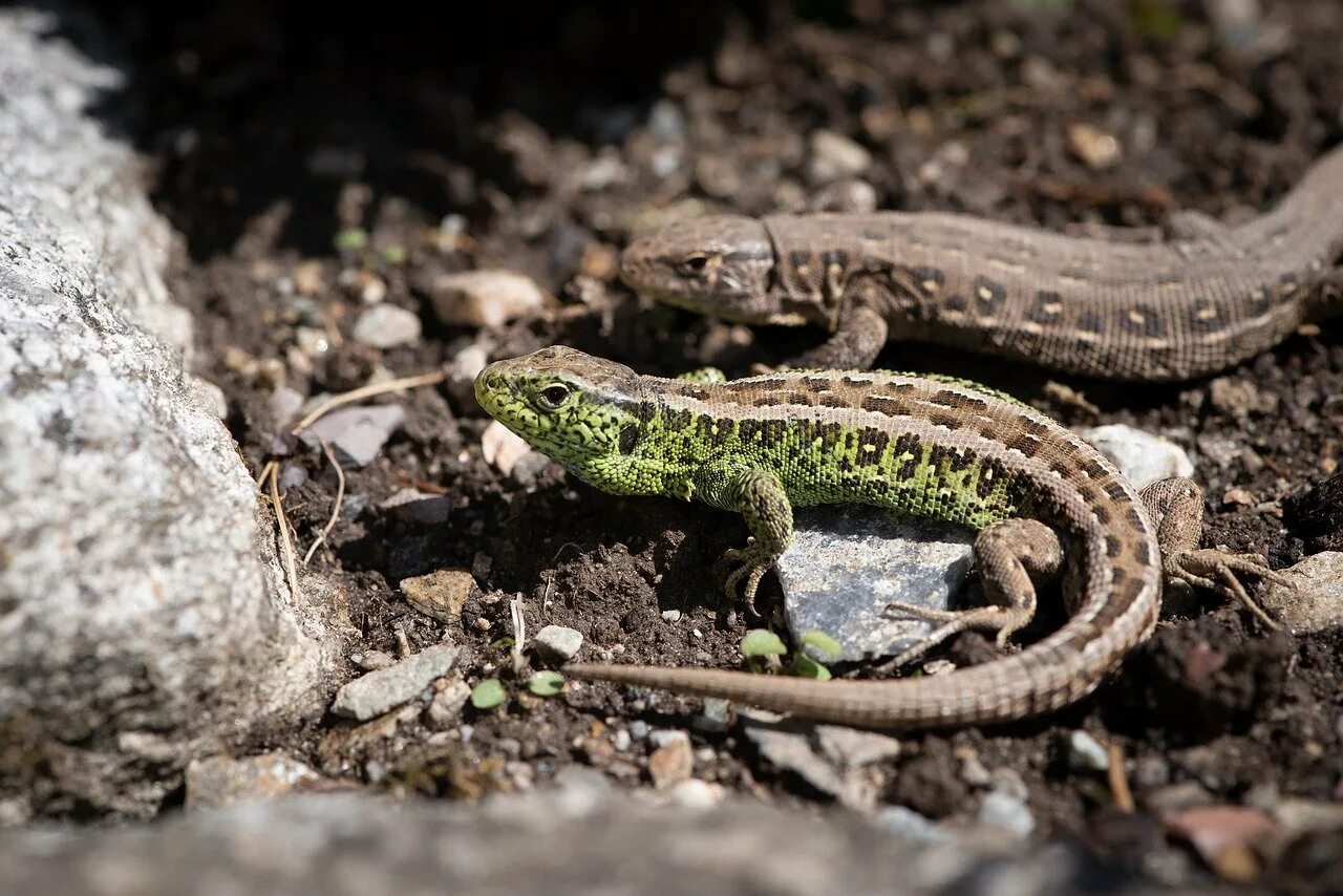 Полю ящерицы. Прыткая ящерица меланист. Прыткая ящерица Lacerta Agilis. Ящерица прыткая горнокрымская. Ящерицы Подмосковья прыткая.