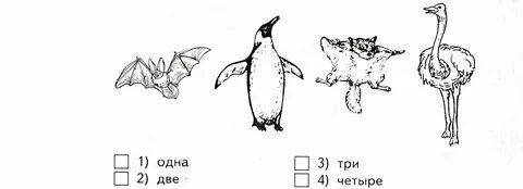 Ссора птиц тест