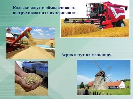 На мельницу отправили пшеницу