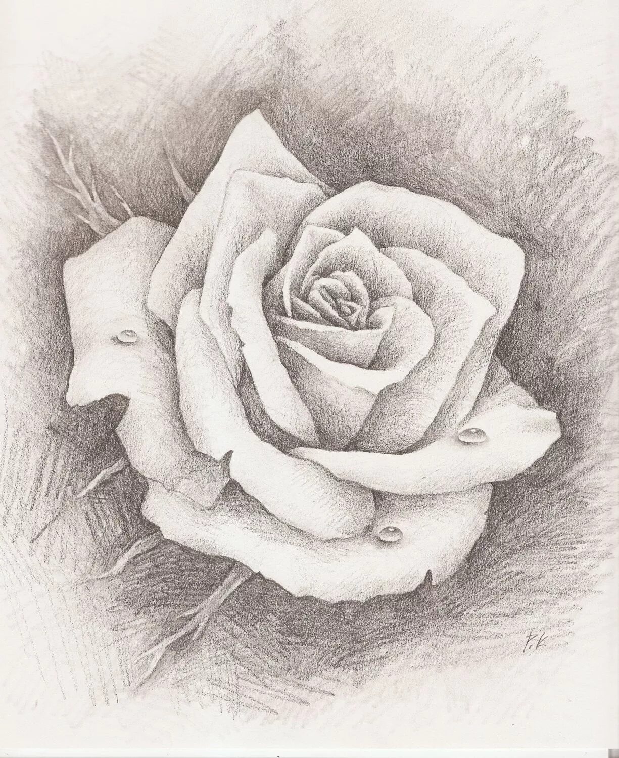 Эскизы карандашом. Цветы карандашом. Красивые рисунки карандашом. Роза рисунок.