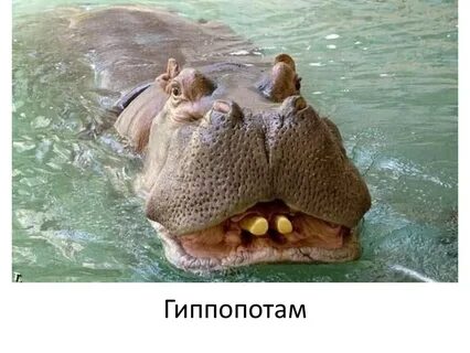 Улыбка бегемота