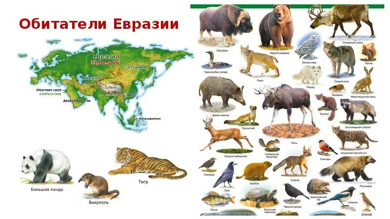 2 животных из евразии. Животные Евразии. Животные вразии для детей. Животные Евразии для детей. Животные обитающие в Евразии.