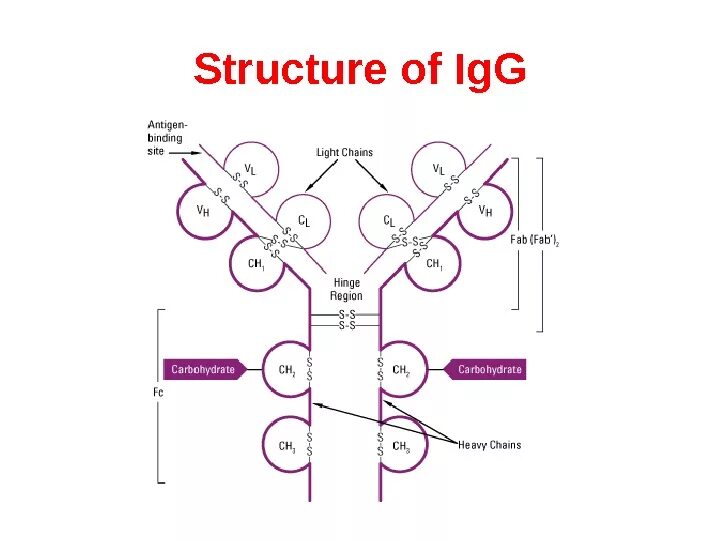 Иммуноглобулин g igg. Строение иммуноглобулина g иммунология. Иммуноглобулин класса g строение. Строение иммуноглобулина IGG. Строение молекулы иммуноглобулина g.