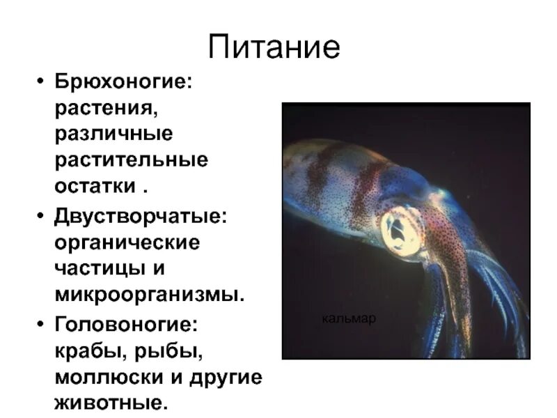Заполните таблицу характеристика головоногих Характеристика моллюсков брюхоногие двустворчатые головоногие