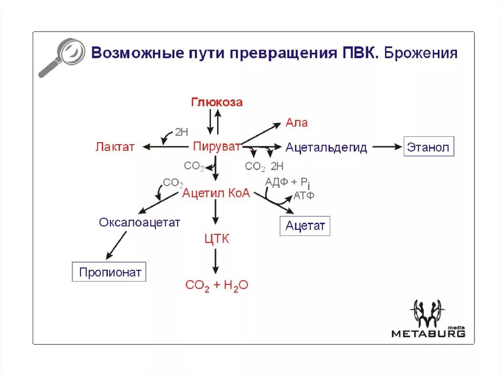 Глюкоза ацетил коа. Пути превращения пировиноградной кислоты. Пути превращения пирувата. Пути превращения пирувата в организме. Пути превращения ПВК биохимия.