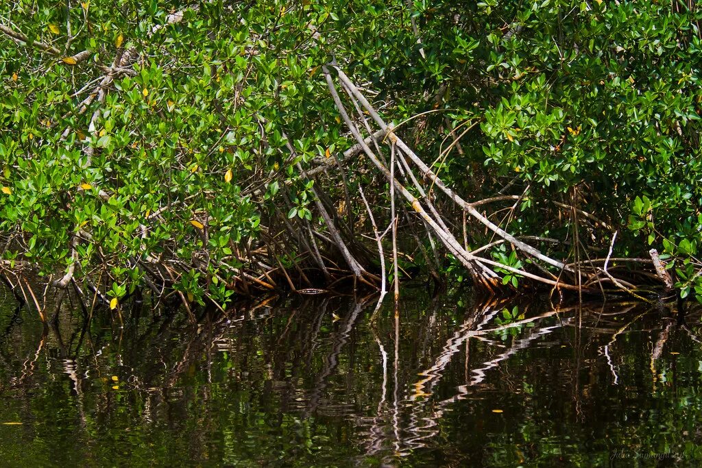 Где найти мангровое дерево. Мангровые леса филиппины. мангровые болота. мангровый лес корни. мангровое дерево.