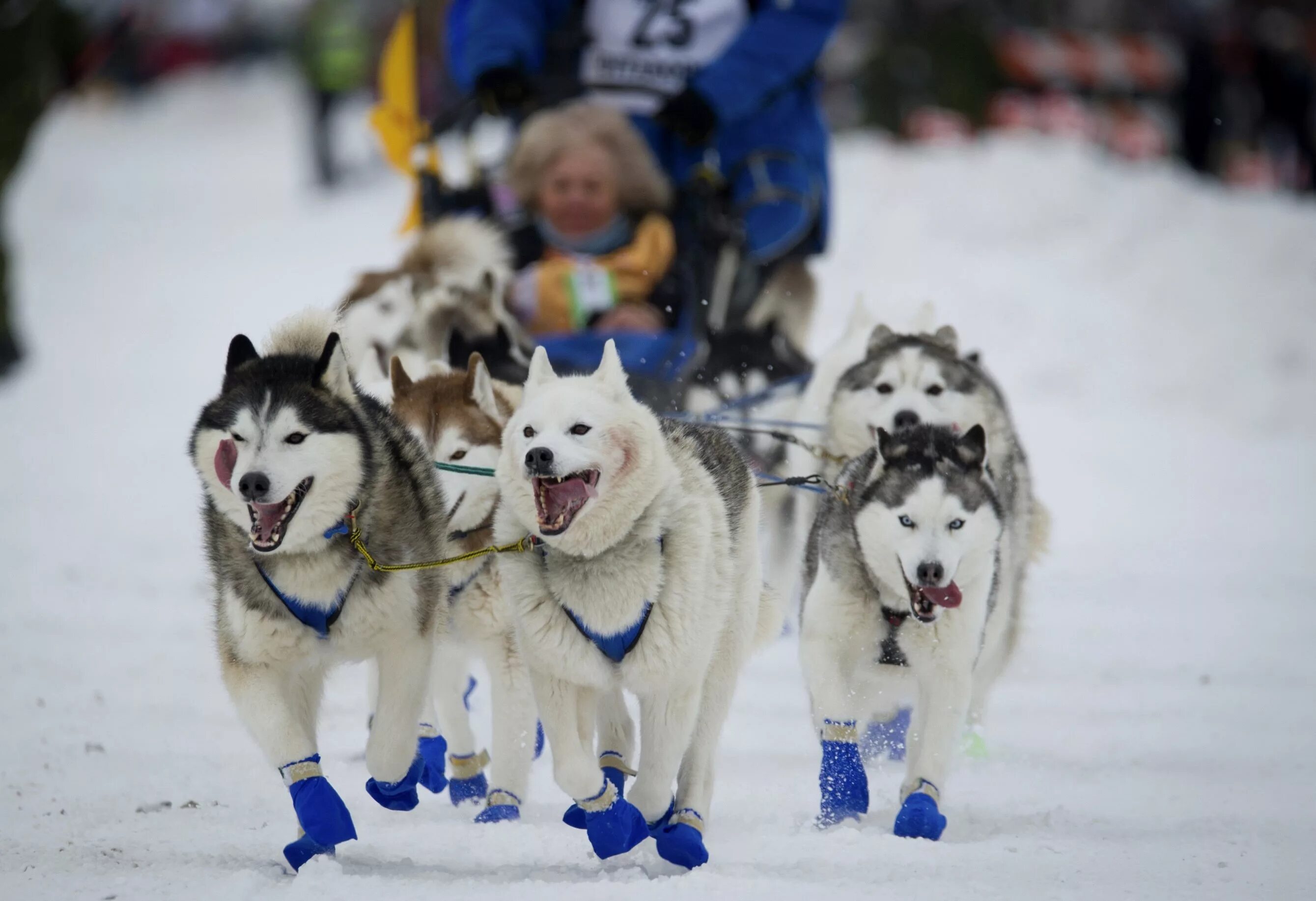 Аляска Айдитарод. Гонки на собачьих упряжках на Аляске. Iditarod Trail Sled Dog Race. Аляска собачьи упряжки. Гонка аляска