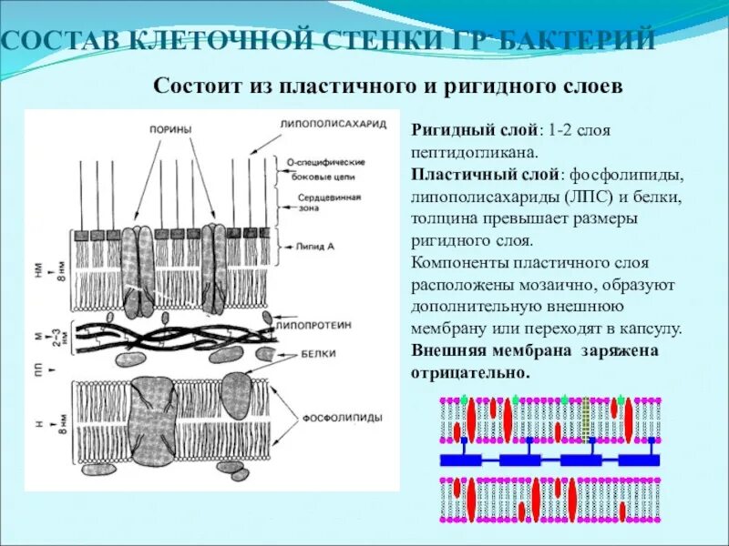 Из чего состоит стенка клетки. Состав пептидогликана клеточной стенки бактерий. Клеточная стенка грамположительных бактерий. Клеточная стенка грамотрицательных бактерий состоит из. Клеточная стенка грамположительных бактерий состоит из.