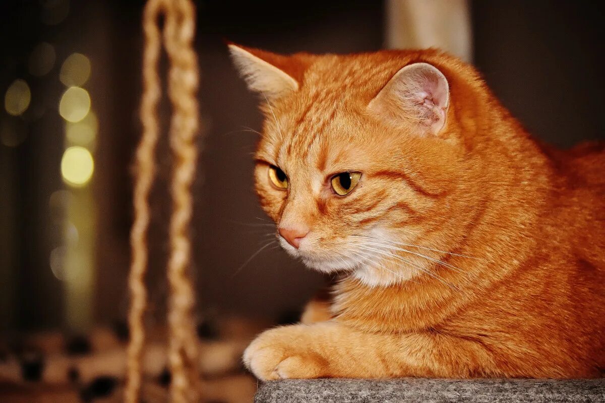 Free Images : sweet, cute, pet, fur, kitten, fauna, playful, close up, nose, whi