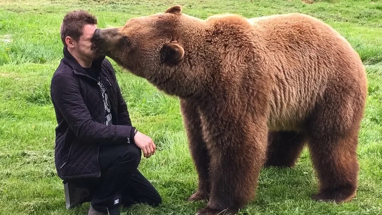 He can t bear. Медведь Гризли рядом с человеком. Кадьяк (медведь). Bear мужик. Медведь бежит.