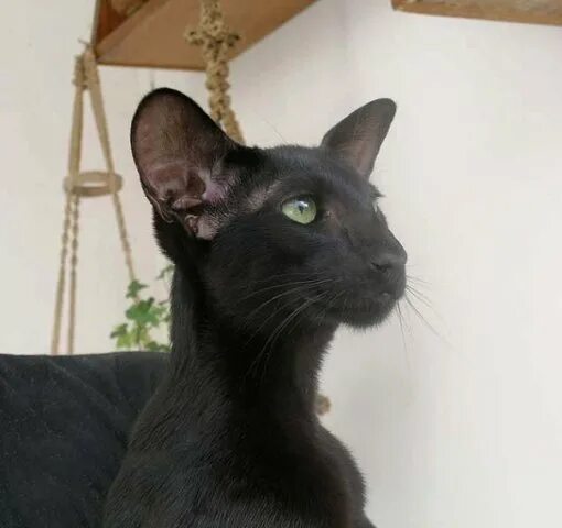 Самая редкая коричневая кошка - Гавана. Зоомир Дзен