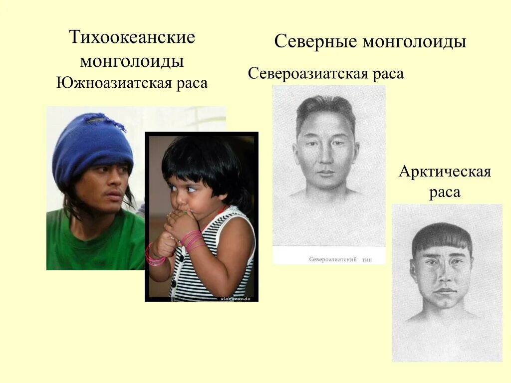 Какой морфологический признак не характеризует монголоидную расу. Североазиатская раса монголоиды. Монголоидная (Азиатско-американская) раса. Тихоокеанская группа монголоидной расы. Северная монголоидная малая раса.