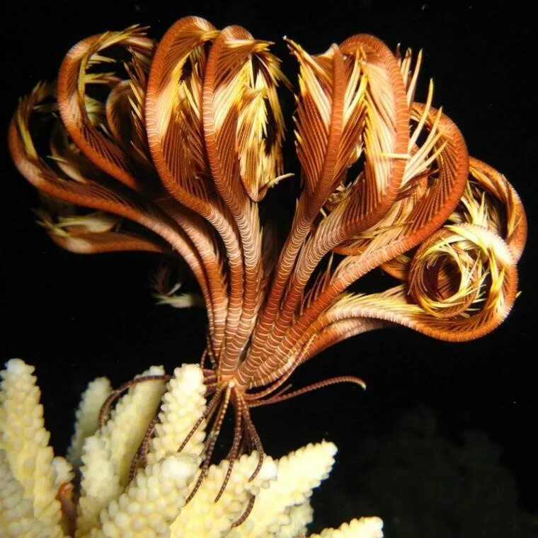 Покажи морскую лилию. Криноиды морская лилия. Криноидеи морские лилии. Иглокожие морская лилия. Покажи морскую лилию.