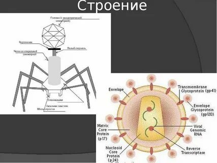 Размеры и строение вируса