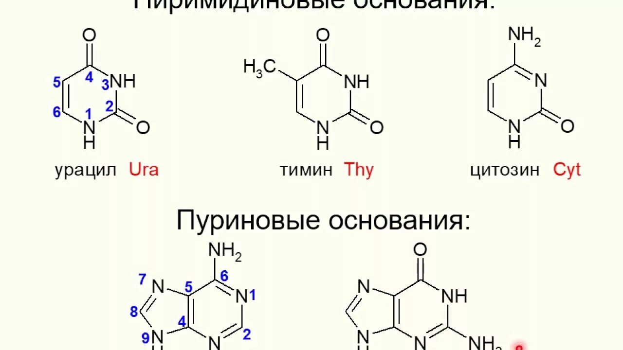 Рнк тимин урацил. Азотистые основания нуклеотидов. Нуклеозид аденина. Пуриновые основания РНК. Динуклеотид аденин и Тимин.